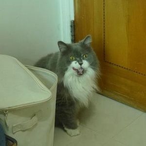 Meet your Posher, C mel